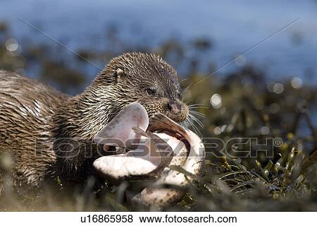 Stock Photo - Eurasian river otter (Lutra lutra) eating Greater spotted dogfish (Scyliorhinus stellaris). The otter took only the innards of the dogfish by opening a short section of skin behind the pectoral fin (see images under 'Greater spotted dogfish'). The rest o. Fotosearch