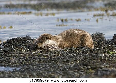 Eurasian river otter (Lutra lutra). Hebrides, Scotland. View Large Photo Image Stock Photo - Eurasian river otter (Lutra lutra). Hebrides, Scotland.. Fotosearch