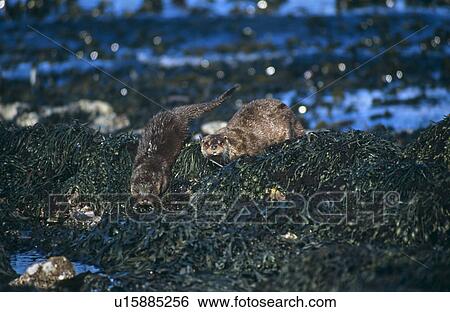 Stock Photograph - Eurasian river otter (Lutra lutra). Hebrides, Scotland. Fotosearch