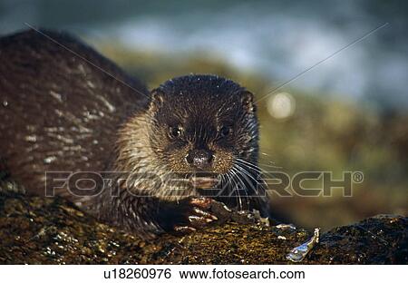 Stock Photograph - Eurasian river otter (Lutra lutra). Hebrides, Scotland. Fotosearch