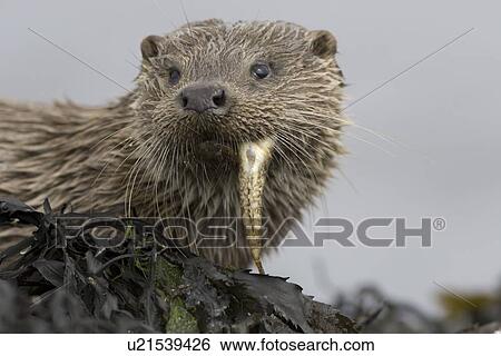 Stock Photograph - Eurasian river otter (Lutra lutra) eating fish. Otters have adapted well to the marine environment but require sources of fresh water to drink and to clean fur. Hebrides, Scotland. Fotosearch