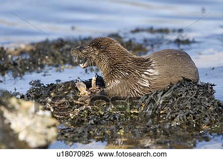 Stock Photography - Eurasian river otter (Lutra lutra) eating a large crab. Large fish and crabs are difficult to constrain and eat in the water so are often brought ashore. Otters will sometimes swim realtively long distances in order to do so. Hebrides, Scotland. Fotosearch
