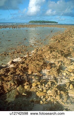Exposed coral reef during low tide, Tokewa I., Mili, Marshall Islands (N. Pacific) View Large Photo Image Stock Photo - Exposed coral reef during low tide, Tokewa I., Mili, Marshall Islands (N. Pacific). Fotosearch