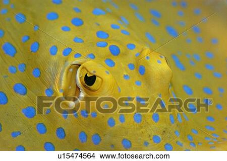 Eyes and spiracles of blue-spotted ray, Taeniura lymma; occurs in Indo-Asian Pacific, from East Africa to Australia and Papua New Guinea, north to Philippines; captive View Large Photo Image Picture - Eyes and spiracles of blue-spotted ray, Taeniura lymma; occurs in Indo-Asian Pacific, from East Africa to Australia and Papua New Guinea, north to Philippines; captive. Fotosearch