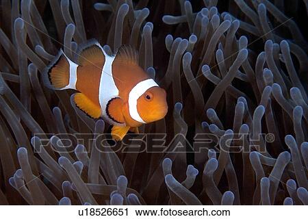 False clown anemone fish, Amphiprion ocellaris, Dauin, Dumaguete, s Island, Philippines View Large Photo Image Stock Image - False clown anemone fish, Amphiprion ocellaris, Dauin, Dumaguete, s Island, Philippines. Fotosearch