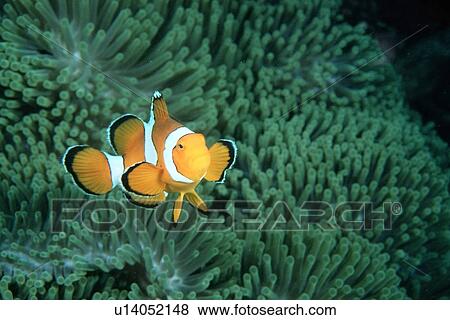 Stock Photo - False clown anemone fish, Amphiprion ocellaris, Similan Islands, Thailand (Andaman Sea). Fotosearch