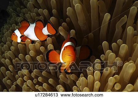 False clown Anemonefish (Amphiprion ocellaris) staying close to their home Anemone. Cabilao Island. Philippines. Taken 2007 View Large Photo Image Stock Image - False clown Anemonefish (Amphiprion ocellaris) staying close to their home Anemone. Cabilao Island. Philippines. Taken 2007. Fotosearch