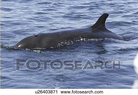 Stock Image - False-killer whale (Pseudorca crassidens) surfacing near Zodiac off Isla San Esteban in the midriff region of the Gulf of California (Sea of Cortez), Mexico. This animal is a member of the blackfish group, commonly called a whale, but in the family Delphi. Fotosearch