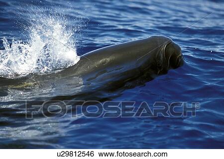 False-killer Whale (Pseudorca crassidens) surfacing. AuAu Channel, Maui, Hawaii, USA. View Large Photo Image Stock Photograph - False-killer Whale (Pseudorca crassidens) surfacing. AuAu Channel, Maui, Hawaii, USA.. Fotosearch