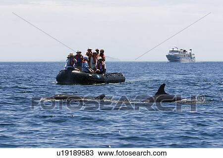 False-killer whales (Pseudorca crassidens) surfacing off Isla San Esteban in the midriff region of the Gulf of California (Sea of Cortez), Mexico with Lindblad guests in a Zodia and the Sea Lion behind.. This animal is a member of the blackfish group, com View Large Photo Image Stock Image - False-killer whales (Pseudorca crassidens) surfacing off Isla San Esteban in the midriff region of the Gulf of California (Sea of Cortez), Mexico with Lindblad guests in a Zodia and the Sea Lion behind.. This animal is a member of the blackfish group, com. Fotosearch
