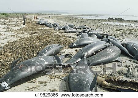 Stock Photograph - False Killer Whales (Pseudorca crassidens). Some hundred animals, who came ashore in one of the biggest strandings recorded on the South African coast to date. South African West coast at Ystervark Point in St Helena Bay. Fotosearch