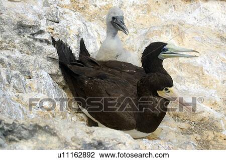 Stock Image - Family of brown boobies, Sula leucogaster, St. Peter and St. Paul's rocks, Brazil, Atlantic Ocean . Fotosearch