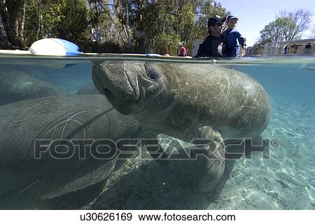 Stock Photo - Father and daughter observe Florida manatee, Trichechus manatus latirostrus, Crystal River, Florida, USA. Fotosearch