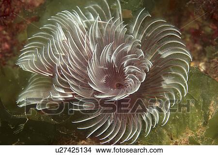 Picture - Feather Duster Worm (Species unknown) Babbacombe, Torquay, South Devon, UK. Fotosearch