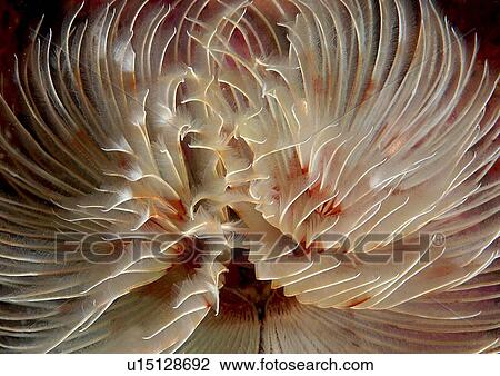 Stock Image - Feather Duster Worm (Species unknown) Babbacombe, Torquay, South Devon, UK. Fotosearch