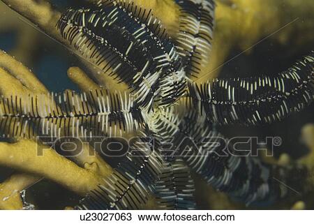 Feather Starfish (Lamprometra klunzingeri), view with arms extended and resting on yellow fire coral, Red Sea. Egypt. View Large Photo Image Stock Image - Feather Starfish (Lamprometra klunzingeri), view with arms extended and resting on yellow fire coral, Red Sea. Egypt.. Fotosearch