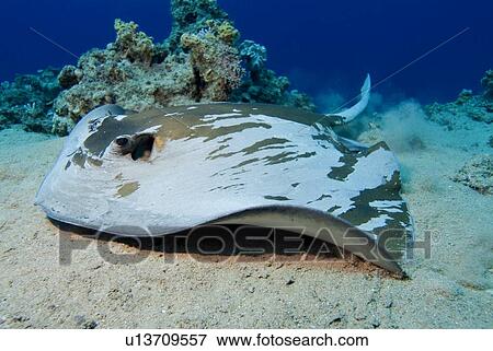 Feathertail Stingray (Pastinachus sephen). Red Sea. View Large Photo Image Stock Photo - Feathertail Stingray (Pastinachus sephen). Red Sea.. Fotosearch