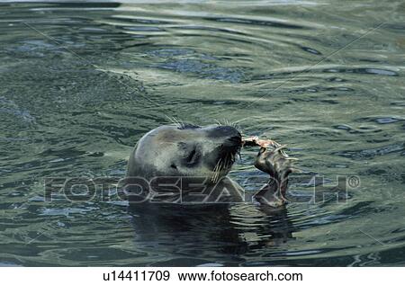Female Atlantic grey seal (Halichoerus grypus) using its claws to eat a fish. Scotland, UK. View Large Photo Image Stock Photo - Female Atlantic grey seal (Halichoerus grypus) using its claws to eat a fish. Scotland, UK.. Fotosearch
