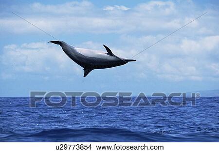 Picture - Female Hawaiian spinner dolphin spinning to remove remora attached below dorsal fin. Fotosearch
