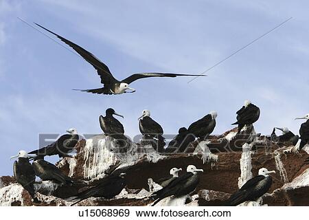 Female Magnificent Frigate bird (Fregata magnificens) bringing nesting material back from sea near the Baja Peninsula, Mexico. View Large Photo Image Stock Photo - Female Magnificent Frigate bird (Fregata magnificens) bringing nesting material back from sea near the Baja Peninsula, Mexico.. Fotosearch
