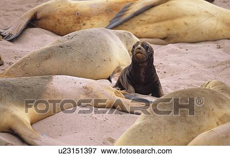 Female Sea Lions (Phocarctos Hookeri) and a puppy in between. Sandy Bay, Auckland Island, Subantarctic New Zealand. (rr) View Large Photo Image Stock Photo - Female Sea Lions (Phocarctos Hookeri) and a puppy in between. Sandy Bay, Auckland Island, Subantarctic New Zealand. (rr). Fotosearch