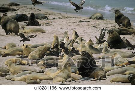 Female Sea Lions (Phocarctos Hookeri) between birth giving and mating. Sandy Bay, Auckland Island, Subantarctic New Zealand. View Large Photo Image Stock Photograph - Female Sea Lions (Phocarctos Hookeri) between birth giving and mating. Sandy Bay, Auckland Island, Subantarctic New Zealand.. Fotosearch
