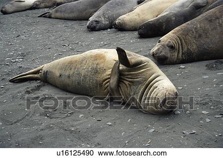 Stock Image - Female Southern elephant seal (Mirounga leonina) relaxing on the beach South Georgia. Fotosearch