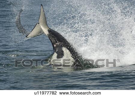 Female transient killer whale (orcinus orca) attack and kill a harbor seal pup (phoca vitulina ) tail slap, throw, fluke, predation National marine sanctuary, Monterey bay, California Pacific ocean, USA. View Large Photo Image Stock Image - Female transient killer whale (orcinus orca) attack and kill a harbor seal pup (phoca vitulina ) tail slap, throw, fluke, predation National marine sanctuary, Monterey bay, California Pacific ocean, USA.. Fotosearch