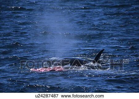 Female transient Killer whale (Orcinus orca) feeding on Grey whale calf (Eschrichtius robustus) intestines visible, Monterey Bay, California, USA View Large Photo Image Stock Photo - Female transient Killer whale (Orcinus orca) feeding on Grey whale calf (Eschrichtius robustus) intestines visible, Monterey Bay, California, USA. Fotosearch