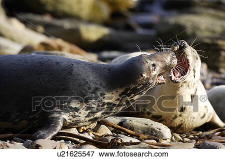Fighting between two Grey Seal (Halichoerus grypus) females over beach access, Pentlands Firth, Scotland. View Large Photo Image Stock Photo - Fighting between two Grey Seal (Halichoerus grypus) females over beach access, Pentlands Firth, Scotland.. Fotosearch