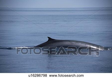 Stock Photo - Fin Whale (Balaenoptera physalus) back and dorsal Azores. Fotosearch