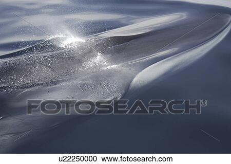 Stock Image - Fin whale (Balaenoptera physalus) head passing close beneath a boat. Gulf of California. . Fotosearch