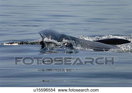 Picture - Fin whale (Balaenoptera physalus) lunge feeding. Fotosearch