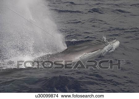 Picture - Fin Whale, Balaenoptera physalus surfacing off the Azores islands. Fotosearch