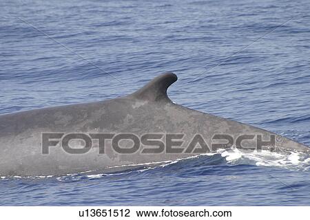 Fin Whale (Balaenoptera physalus) dorsal fin. Azores View Large Photo Image Stock Image - Fin Whale (Balaenoptera physalus) dorsal fin. Azores. Fotosearch