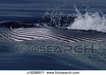 Stock Image - Fin whale (Balaenoptera physalus) showing throat grooves during a feeding lunge at the surface. Cape Cod, USA. . Fotosearch