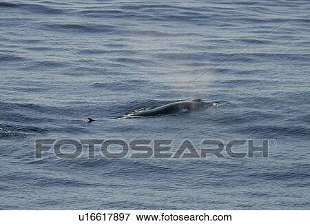 Stock Photo - Fin whale (Balaenoptera physalus) with water vapour from blow and blow hole visible. Bay of Biscay, SW Europe. . Fotosearch