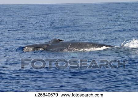 Stock Photo - Fin whale surfacing (Balaenoptera physalus) Azores, Atlantic Ocean. Fotosearch