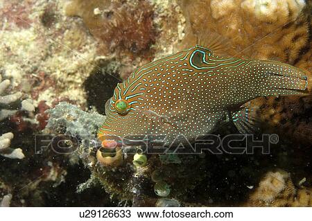 Stock Image - Fingerprint Toby (Canthigaster compressa). Borneo, Malaysia. Fotosearch