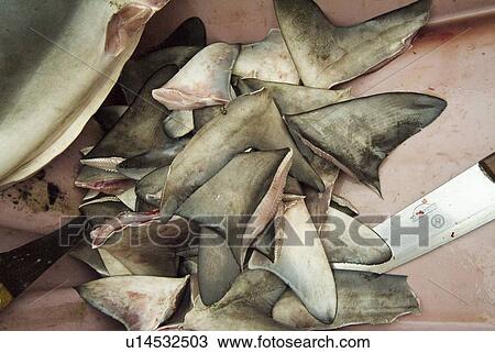 Stock Image - Finned Hammerheads, Coastal Ecuador.. Fotosearch