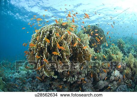 Fire Coral Millepora alcicornis) with orange coloured fish and clear blue water, Red Sea, Egypt. View Large Photo Image Picture - Fire Coral Millepora alcicornis) with orange coloured fish and clear blue water, Red Sea, Egypt.. Fotosearch