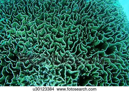 Picture - Fire coral, scenic Similan Islands, Thailand (Andaman Sea). Fotosearch