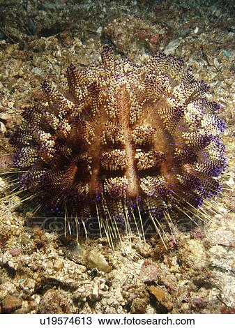 Stock Image - Fire Urchin (Asthenosoma varium) in full glory. Sabang. Philippines. Taken 2007. Fotosearch