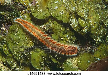 Fire worm (Hermodice coruncudata). Bahamas. View Large Photo Image Stock Image - Fire worm (Hermodice coruncudata). Bahamas.. Fotosearch