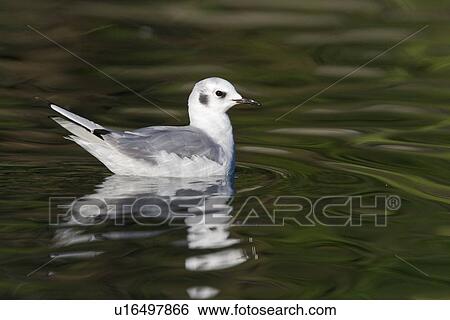 First summer coloration Bonaparte's gull (Larus philadelphia) in the calm waters of Takatz Bay on Baranof Island in Southeastern Alaska, USA. Pacific Ocean. View Large Photo Image Stock Photograph - First summer coloration Bonaparte's gull (Larus philadelphia) in the calm waters of Takatz Bay on Baranof Island in Southeastern Alaska, USA. Pacific Ocean.. Fotosearch
