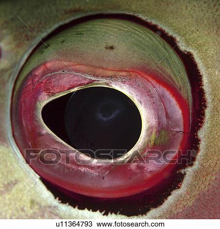 Stock Image - Fish Eye Close Up (Species unknown). Fotosearch