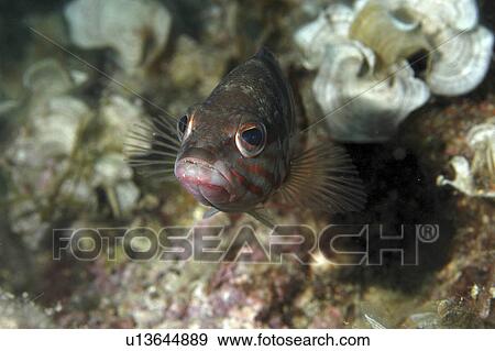 Fish (Species unknown) View Large Photo Image Stock Photo - Fish (Species unknown). Fotosearch