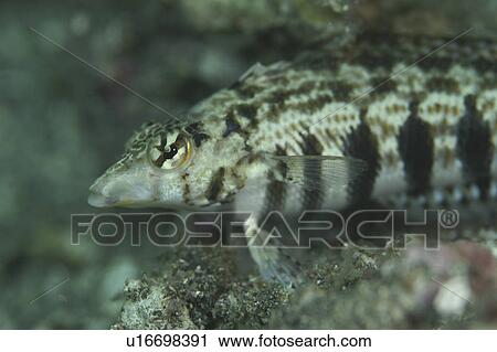 Fish (Species unknown). Sulawesi, Indonesia View Large Photo Image Stock Image - Fish (Species unknown). Sulawesi, Indonesia. Fotosearch