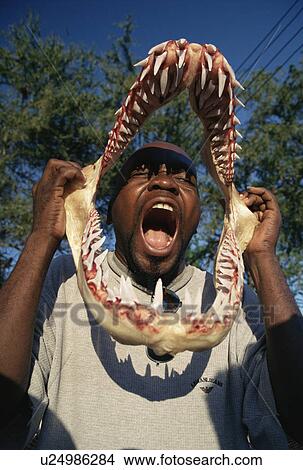 Fishermen displaying Tiger shark (Galeocerdo cuvier) jaw in the fish market. Dar es Salaam, Tanzania View Large Photo Image Picture - Fishermen displaying Tiger shark (Galeocerdo cuvier) jaw in the fish market. Dar es Salaam, Tanzania. Fotosearch
