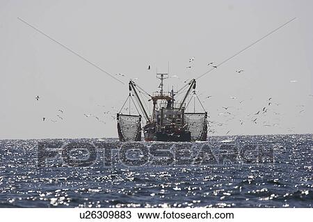 Stock Image - Fishing trawler surrounded by birds, The Smalls, Pembrokeshire, Wales. Fotosearch